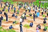 Bonthu Rammohan, GHMC, haritha haram programme begins today, Sapling