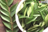 Diet And Fitness, Diet And Fitness, the five amazing health benefits of curry leaves, Curry leaves