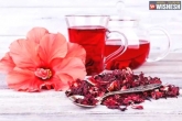 Hibiscus Tea to control BP, Hypertension breaking news, hibiscus tea can cut the risk of hypertension, Benefits