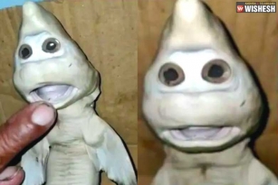 Indonesian Fisherman spots Mutant Baby Shark with a Human Face