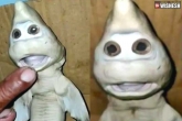 mutant baby shark human face news, mutant baby shark, indonesian fisherman spots mutant baby shark with a human face, Baby