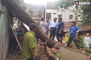 162 Trees In Hyderabad Uprooted Due To Heavy Rains