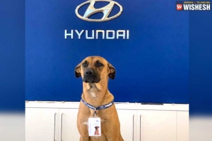Hyundai Showroom in Brazil Adopts a Street Dog