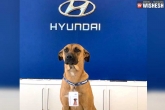Tuscon Prime Hyundai news, Tuscon Prime adopted, hyundai showroom in brazil adopts a street dog, Hyundai