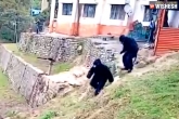 ITBP officials latest, ITBP officials for monkeys, two itbp officials dress themselves as bears to confront monkeys, Bear