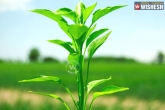 Sohini Chakrabortee, MIT's Whitehead Institute for Biomedical Research, indian biologist finds memory molecules in plants, Biologist