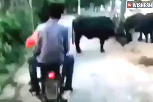 Internet Calls &#039;Instant Karma&#039; After Men On Bike Kicks A Buffalo On The Road