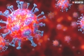 Israel, coronavirus antibody news, israel develops an antibody that attacks and neutralizes coronavirus, Israel