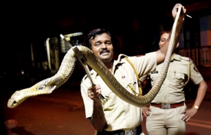 Deadly 5ft. Cobra spotted at Bandra (Mumbai)!
