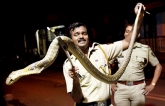 Poisonous snake, Cobra, deadly 5ft cobra spotted at bandra mumbai, Snake