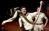 Snake, Poisonous snake, deadly 5ft cobra spotted at bandra mumbai, Bandra