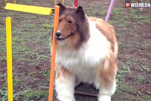 Japanese man who transformed into a Dog fails Agility Test