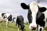 unbelievable facts, Jersey cows, jersey cows milk turns children to crime, Cows