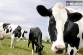 Jersey cows, Jersey cows, jersey cows milk turns children to crime, Cows