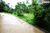 HMDA, GHMC, 181 trees in kbr park to be chopped, Kbr park