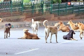 maul, women, 65 year old woman mauled to death by stray dogs in kerala, Stray