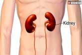Kidney latest, Kidney issues, five ways to keep your kidneys healthy, Organs