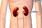 Kidney tips, Kidney tips, five ways to keep your kidneys healthy, Orga