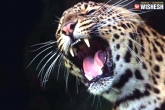 Leopard, girl attacked, leopard burned to death by villagers in surat, Burn
