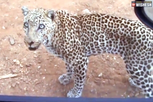 Leopard jumps onto a car window