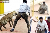 India news, Leopard in Bengaluru, leopard scare bengaluru schools declared holiday, Leopard