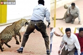 India news, India news, leopard scare bengaluru schools declared holiday, Leopard