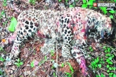 Forest, Leopard, two leopards found dead in ramavaram reserve, Leopard