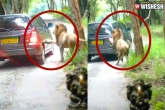 Innova Car, lion attack, lion climb on innova car at bannerghatta biological park in bengaluru, Safari