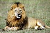 Jokes, Animal Jokes, can the dogs bark in front of lion, Dogs