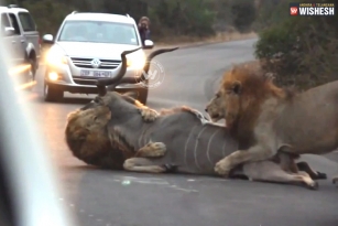 Lions stop the traffic to kill