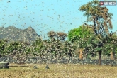 Locusts, Locusts, locusts threat for telangana, Threat