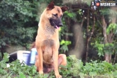 death, death, loyal dog waiting for owner gets killed in road accident, Thai