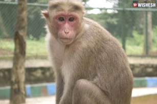 Monkey starts engine and drives bus in UP