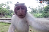 Macaque Monkey news, Macaque Monkey news, macaque monkey s selfie copyright issues move to court, Macaque monkey