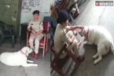 MP cops adopt dog, MP cops adopt dog, mp cops taking care of a pet after owner arrested in a murder case, Owner