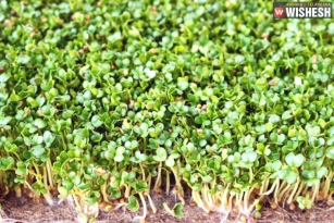 Microgreens that should be taken to prevent major health issues