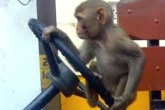 Animal Jokes, Funny Jokes, monkey s logic in driving the bus, Monkey