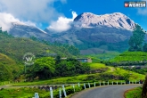 Kerala, Tea Garden, munnar destination for peace and tranquility, Strobilanthus