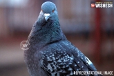 Benjing Dual in Gujarat, Benjing Dual in Gujarat, mysterious pigeon was seen with a chip and arabic script, Essar