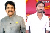 Dhanush new film, Nagarjuna updates, nag and dhanush to team up for a multi starrer, Dhanush