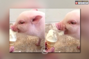 Watch: Naughty Pig eats ice cream