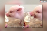 Weird facts, Pig, watch naughty pig eats ice cream, Pig