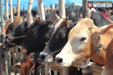 Government, Telangana, govt to take action for cow slaughtering, Cow