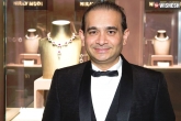 Nirav Modi, Neeshal Modi, pnb fraud case nirav modi s brother steps out to help ed, Fraud case