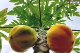 Papaya leaf juice, Papaya leaf juice breaking updates, benefits of papaya leaf juice, Juice