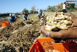 Peanuts reduces death risk