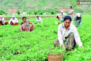 AP Govt Receives Big Shock From Penumaka Farmers