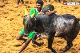 Tamil Nadu, Chennai, 3000 people protest demand to lift ban on jallikattu, Jallikattu