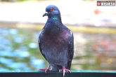 Tamil Nadu bus conductor bus ticket, Tamil Nadu bus conductor, tamil nadu bus conductor fined for not issuing ticket to a pigeon, Pigeon