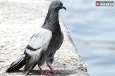 Pakistan, Pakistan, pigeon as a pakistan messenger, Pigeon